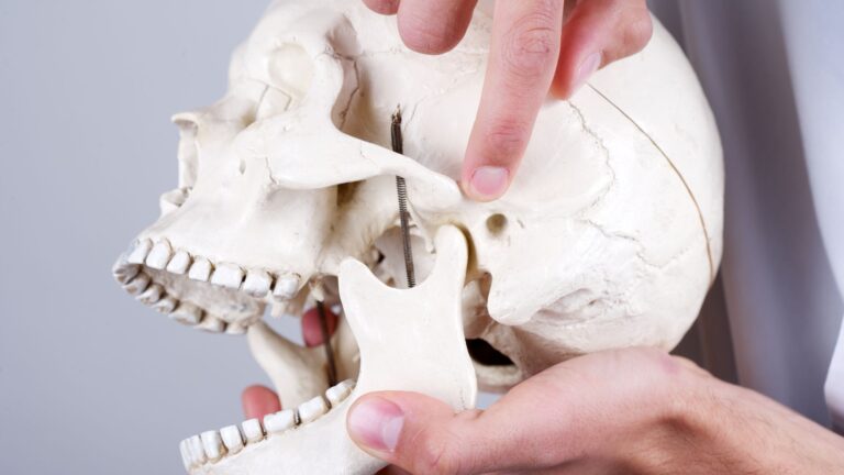 a dentist pointing to TMJ on a model of a jaw